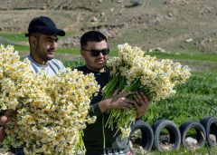 سالانه ۱۸ میلیون شاخه گل نرگس در لرستان تولید می شود