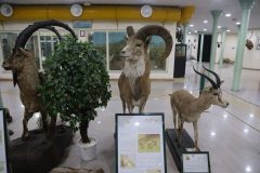 رونمایی از نخستین موزه مجازی تاریخ طبیعی و تنوع زیستی کشور در لرستان