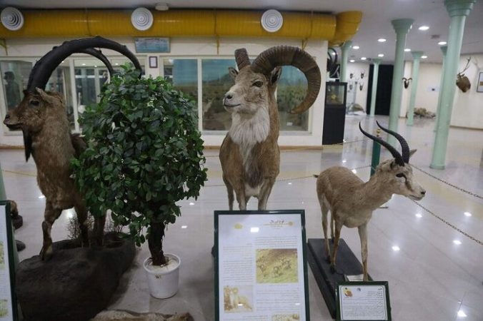 رونمایی از نخستین موزه مجازی تاریخ طبیعی و تنوع زیستی کشور در لرستان
